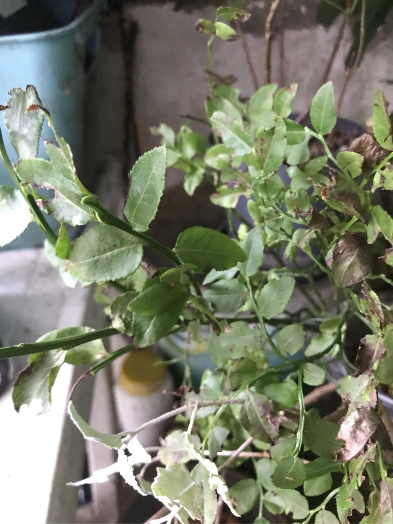 Heidelbeere — Bild 2
