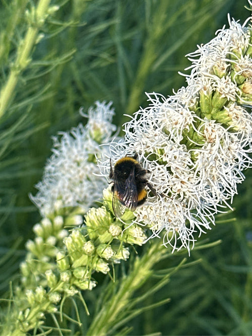 Helle Erdhummel (Bombus lucorum) – Bild 3
