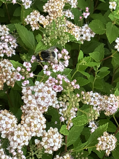 Helle Erdhummel (Bombus lucorum) – Bild 4