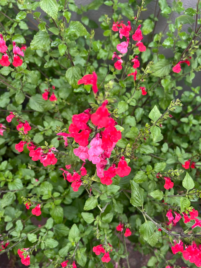 Herbst-Salbei — Bild 1
