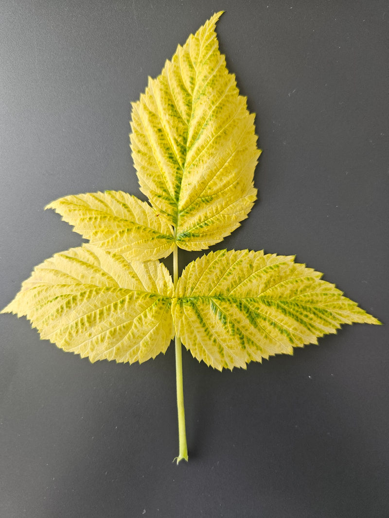 Himbeeren — Bild 1
