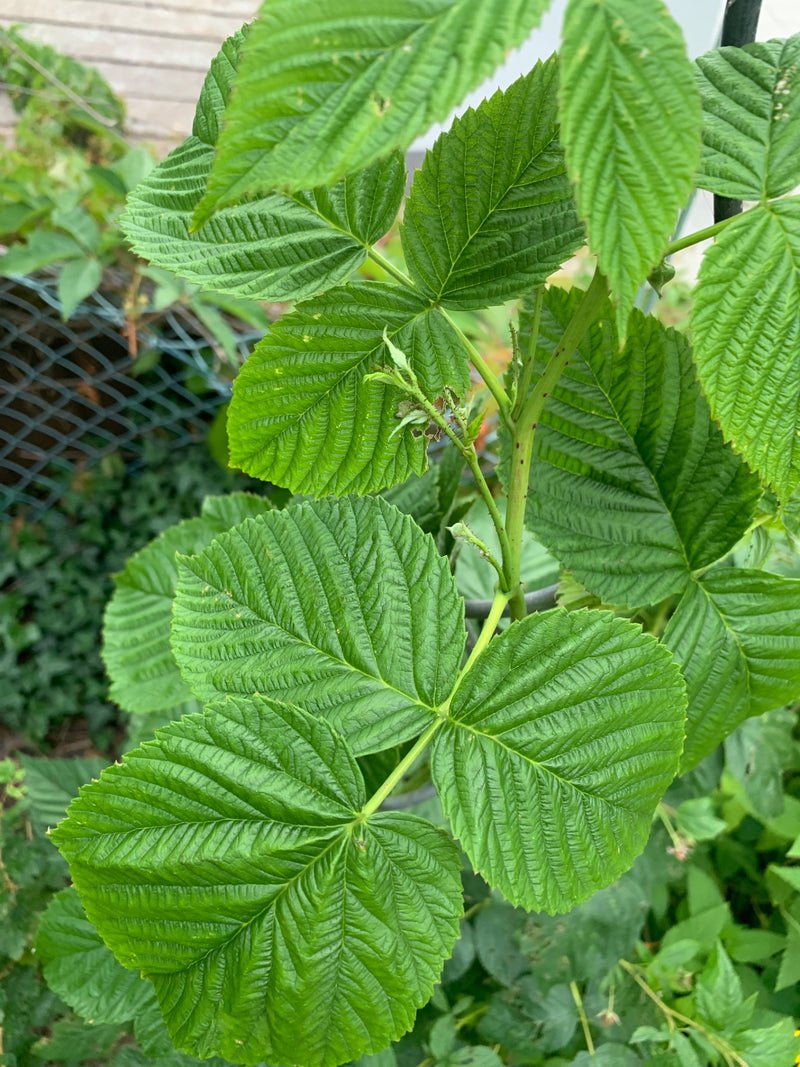 Himbeeren — Bild 2