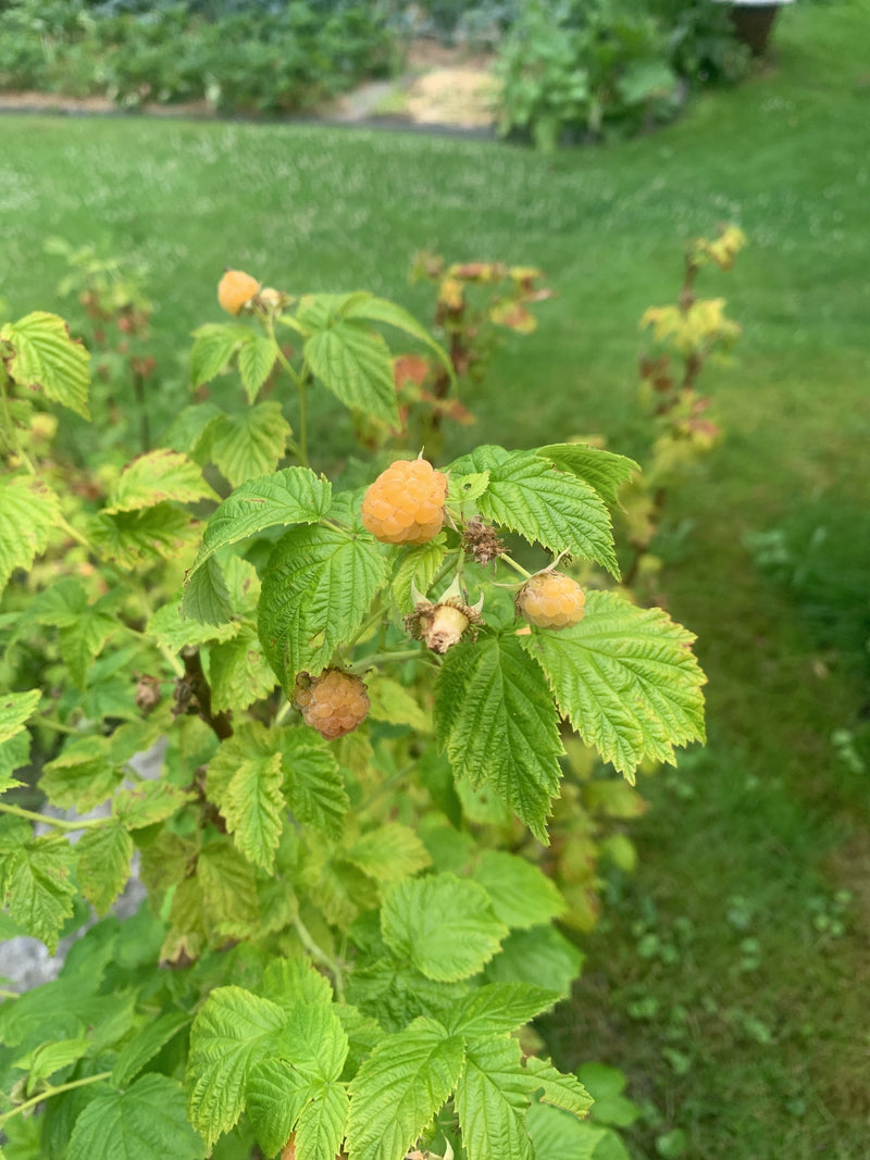 Himbeeren — Bild 5