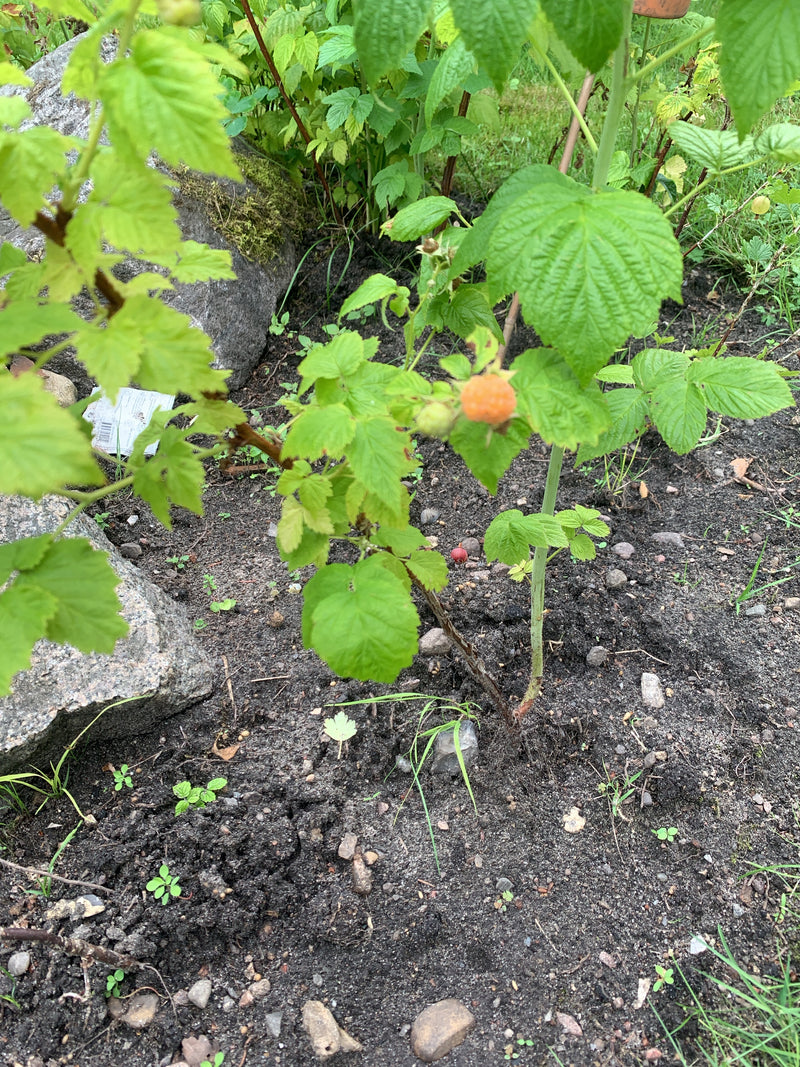 Himbeeren — Bild 1