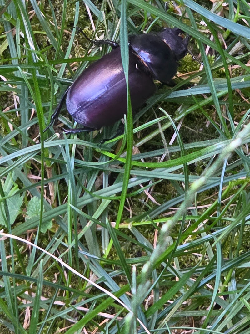 Ein weiblicher Hirschkäfer sitzt im grünen Gras am Boden. Das Inekt ist von oben zu sehen.