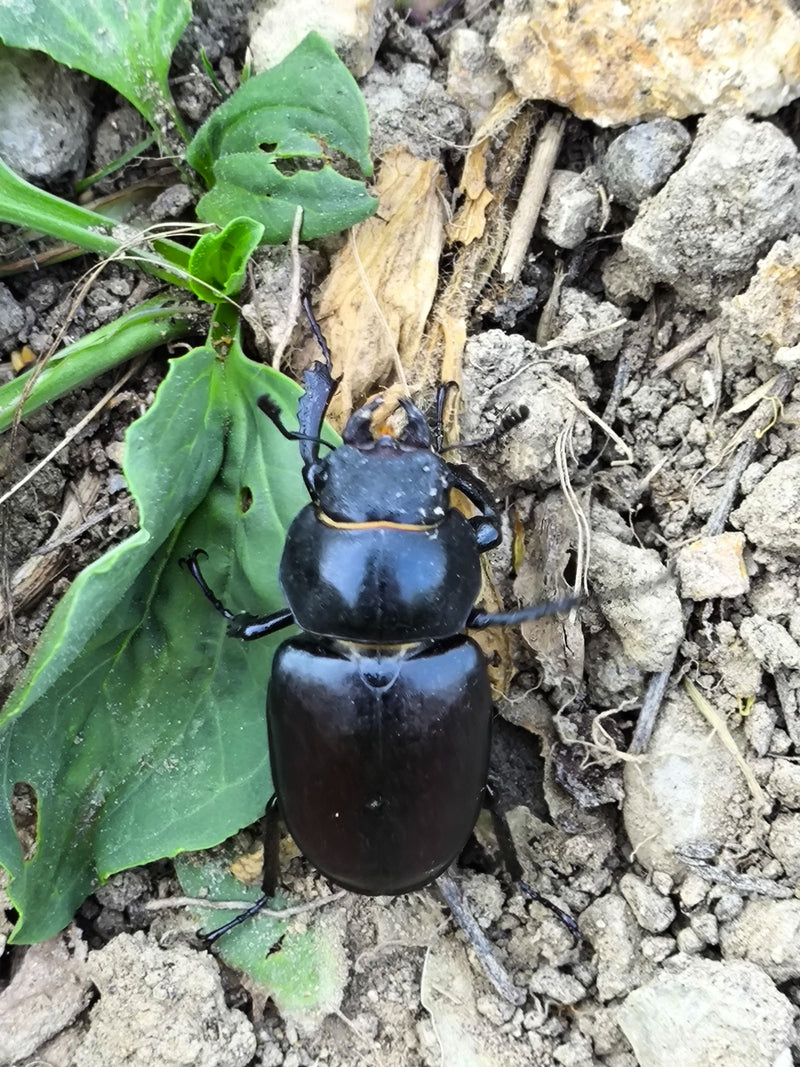 Ein weiblicher Hirschkäfer sitzt auf dem Boden neben grünen Blättern. Das Inekt ist von oben gut zu erkennen.