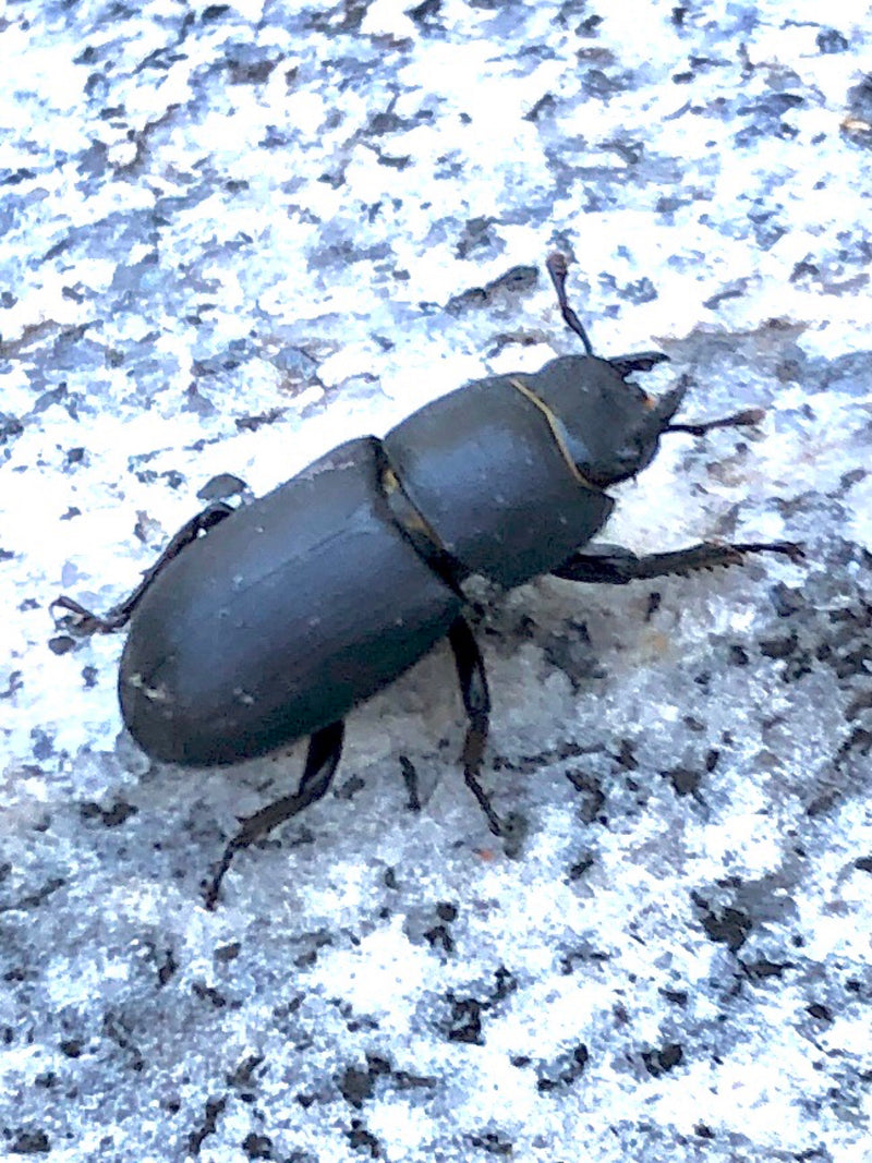 Hirschkäfer — Bild 4