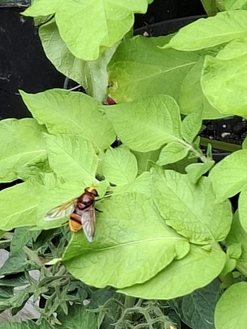 Hornissenschwebfliege — Bild 1