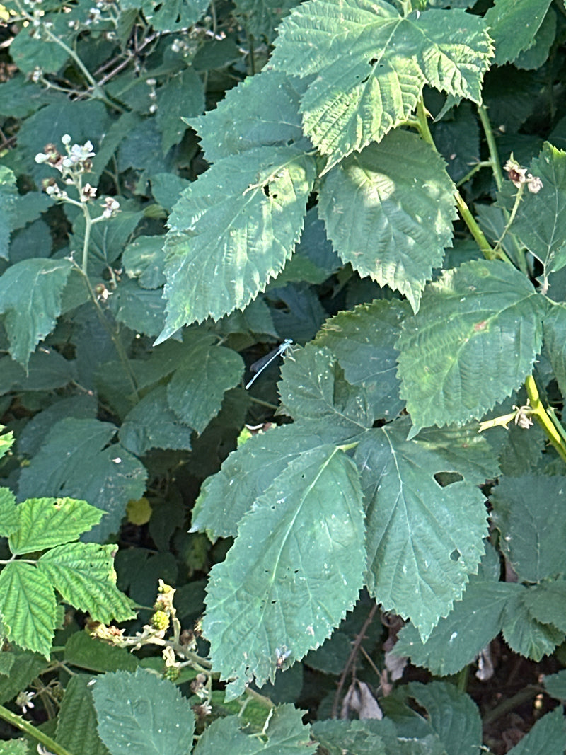 Hufeisen-Azurjungfer — Bild 1