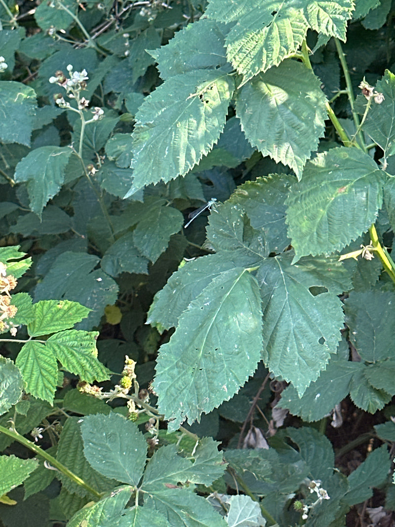 Hufeisen-Azurjungfer — Bild 2