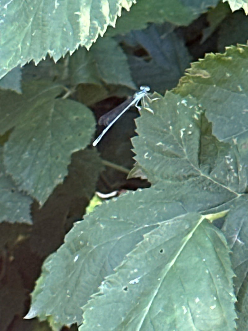 Hufeisen-Azurjungfer — Bild 5