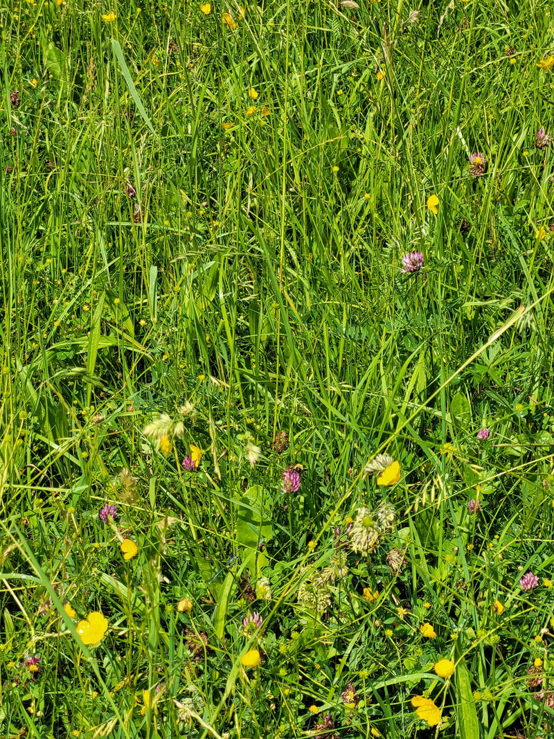 Hummel (unbestimmte Art) — Bild 2