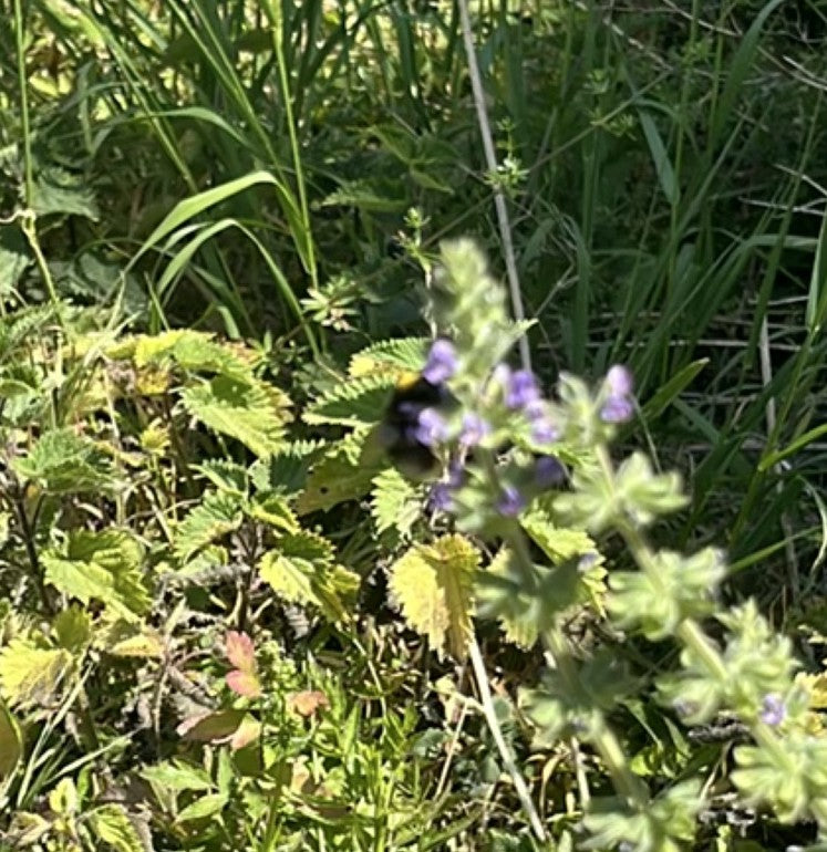 Hummel (unbestimmte Art) — Bild 5