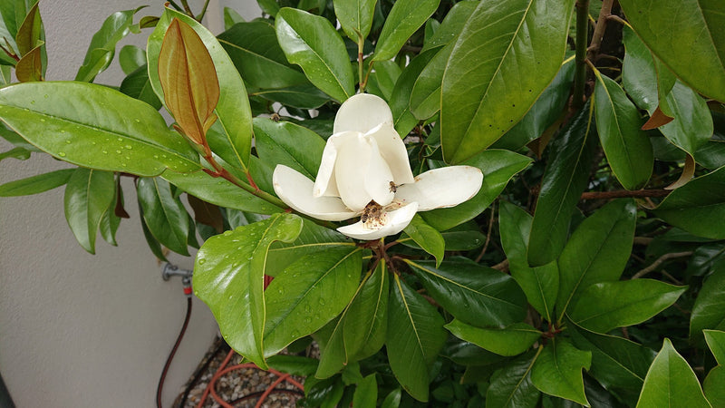 Immergrüne Magnolie — Bild 1