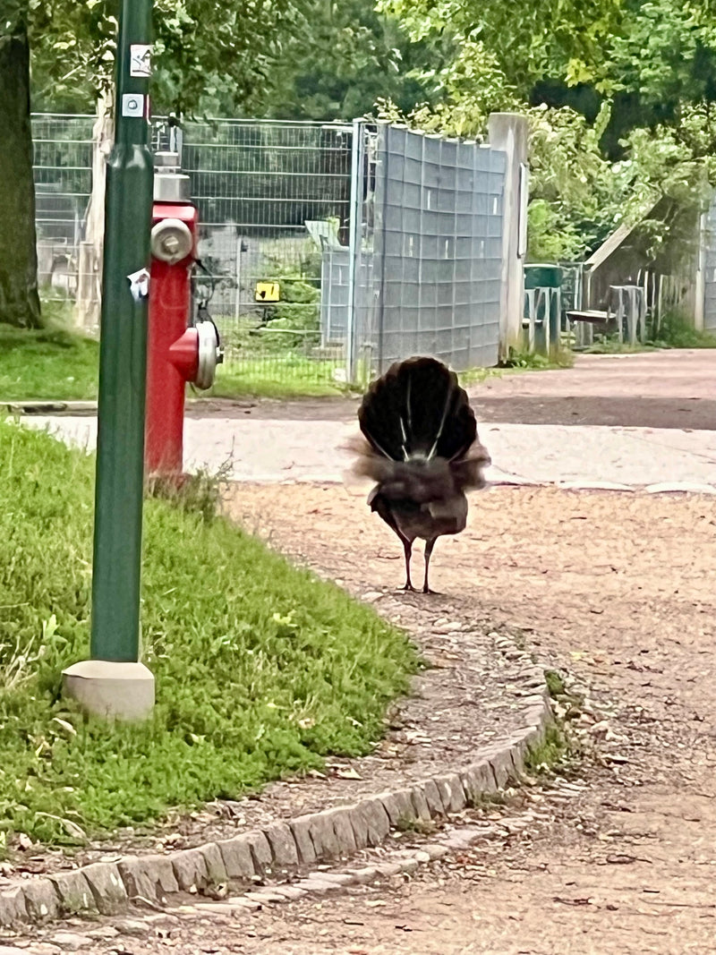 Jagdfasan — Bild 2 von 3