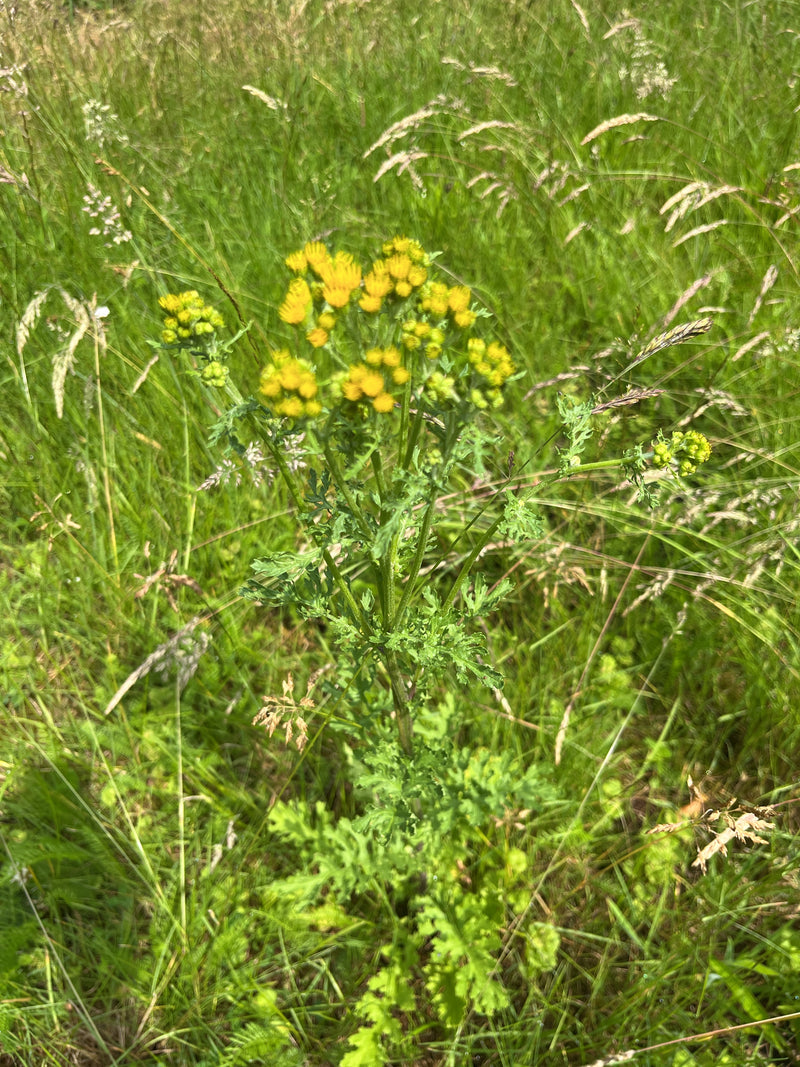 Jakobs-Greiskraut — Bild 1