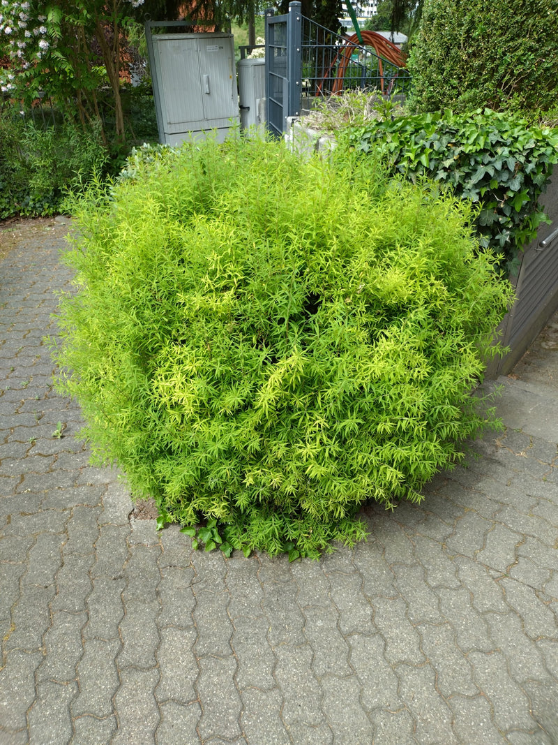 Zwerg-Spierstrauch — Bild 5