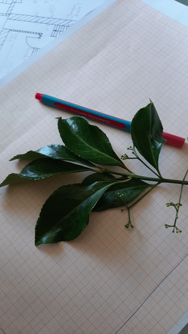 Spindelstrauch — Bild 3