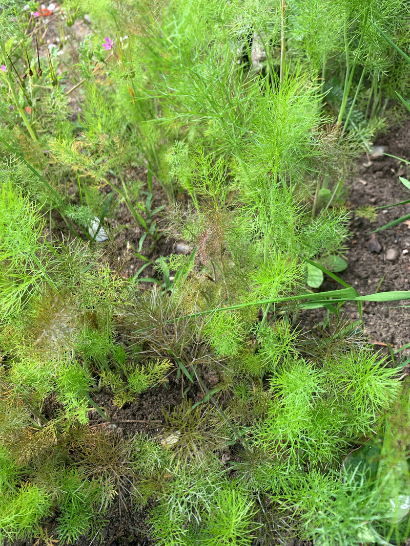 Jungfer Im Gruenen — Bild 1