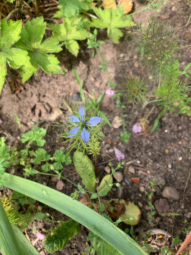 Jungfer Im Gruenen — Bild 4