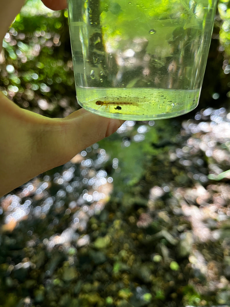 Köcherfliege — Bild 3 von 6