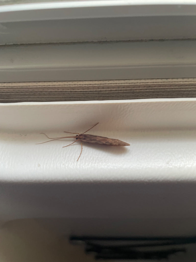 Eine erwachsene Köcherfliege sitzt auf einer hellen, glatten Oberfläche an einem Fenster. Die charakteristischen langen Fühler und die dachartig über den Kör...