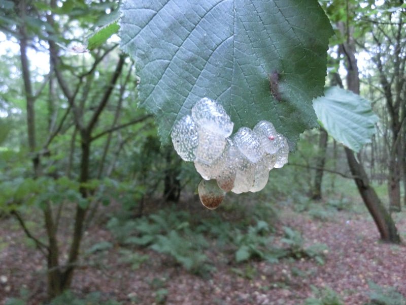 Köcherfliege — Bild 4 von 6