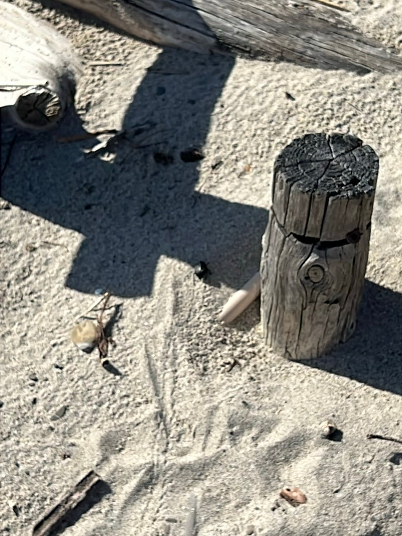 Käfer (unbestimmt) — Bild 3