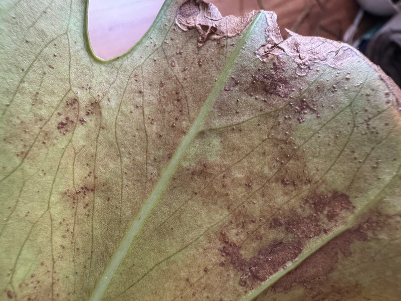 Monstera — Bild 5