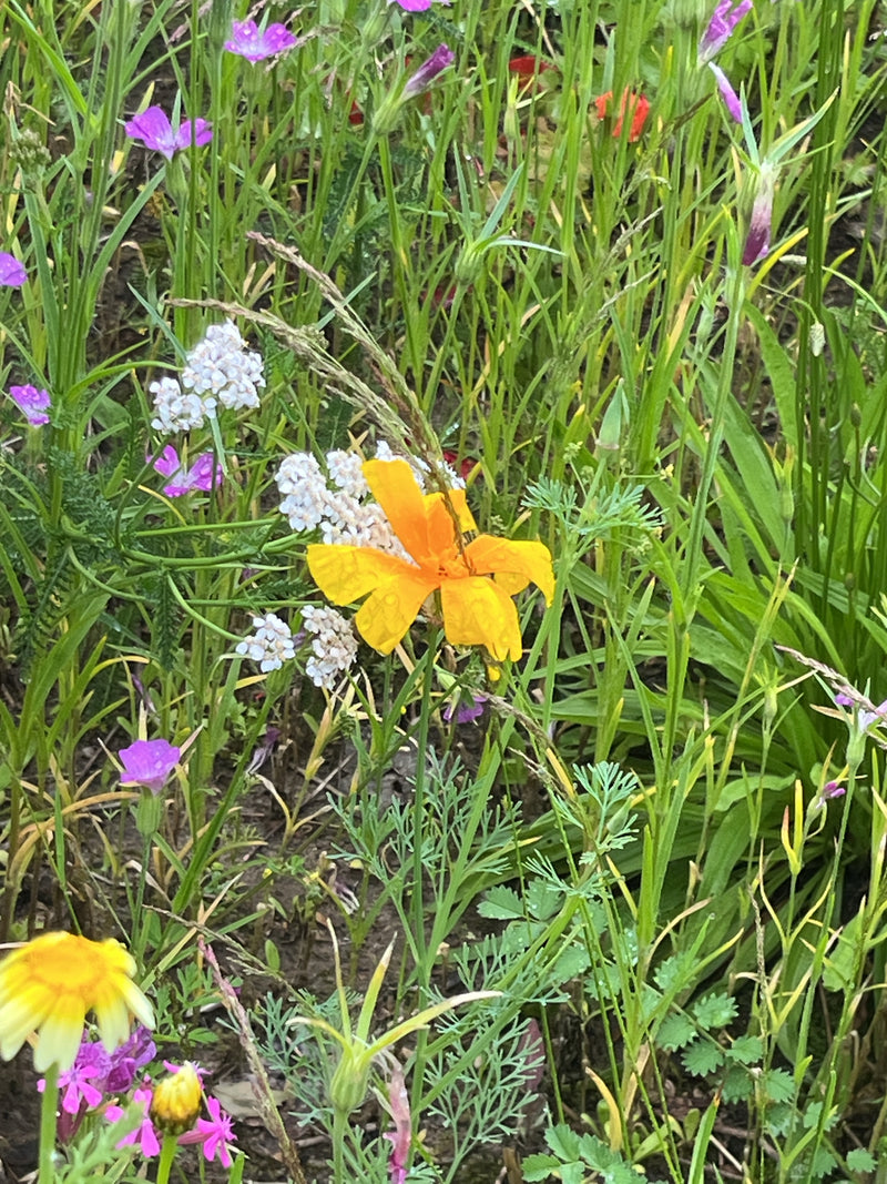 Schlafmohn — Bild 1