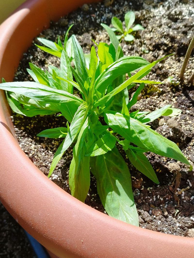 Kanadische Goldrute — Bild 2