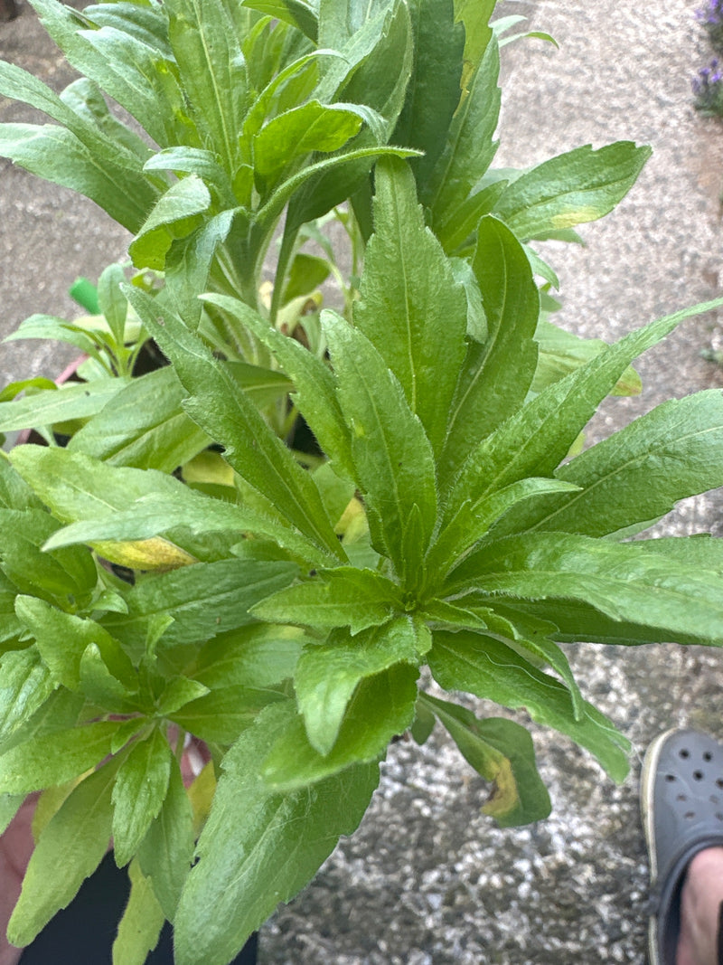 Kanadische Goldrute — Bild 4