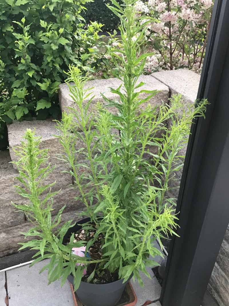 Kanadische Goldrute — Bild 3