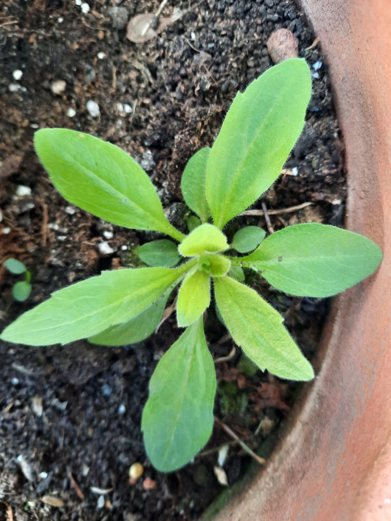 Kanadisches Berufkraut — Bild 5