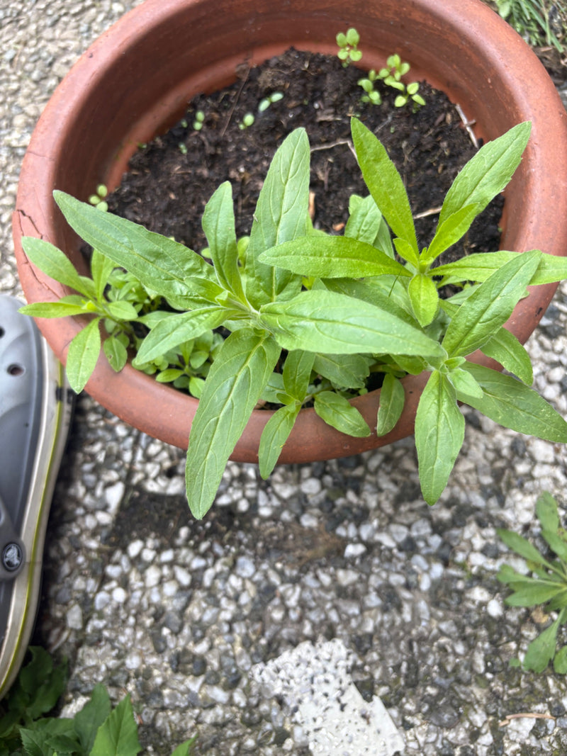 Kanadisches Berufkraut — Bild 3