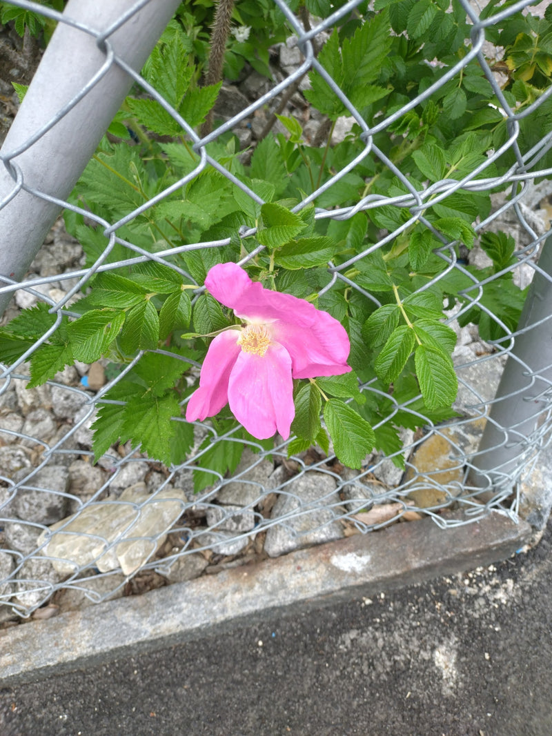 Kartoffel-Rose — Bild 2