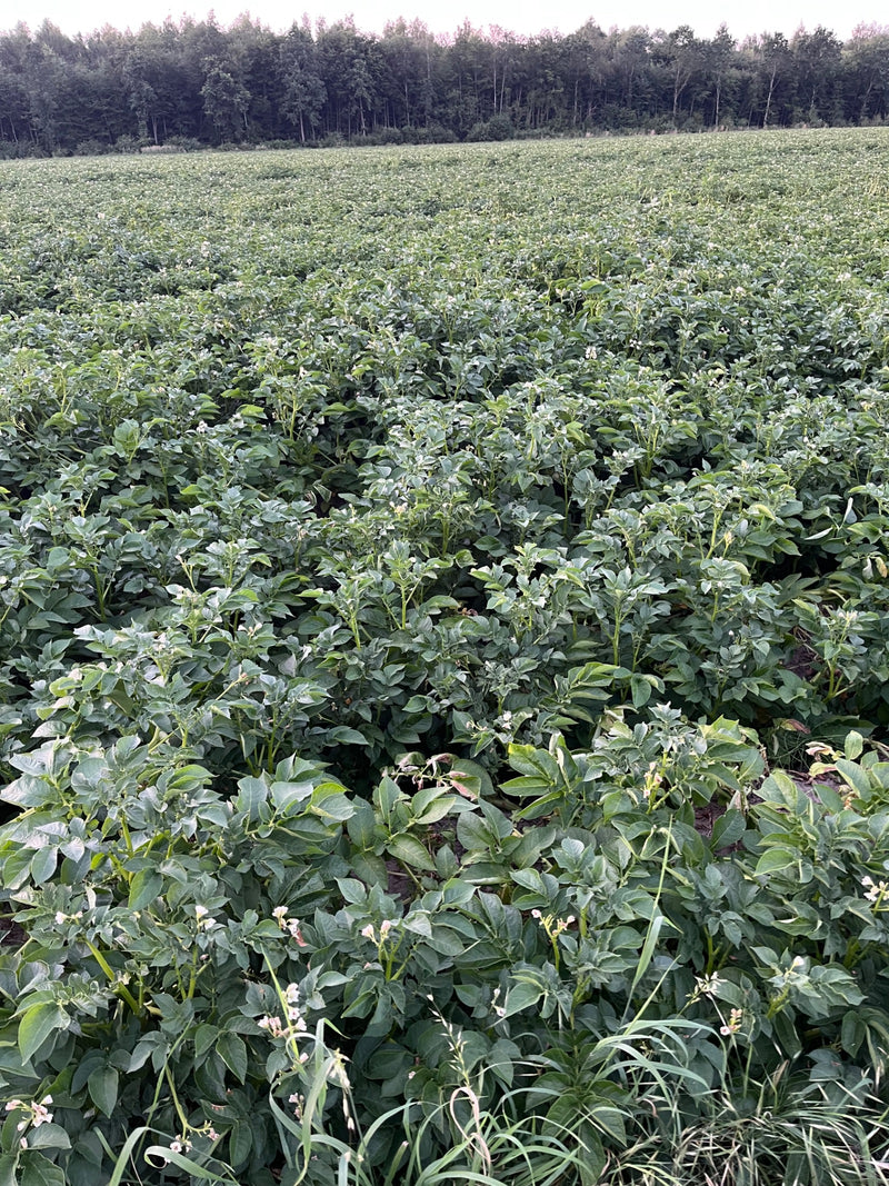 Das Bild zeigt einen großen Kartoffelacker mit vielen grünen Pflanzen und einigen Blüten im Vordergrund.