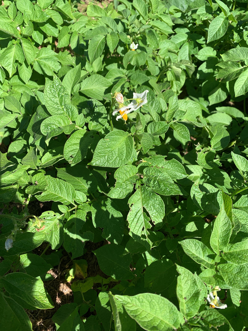 Kartoffel — Bild 2