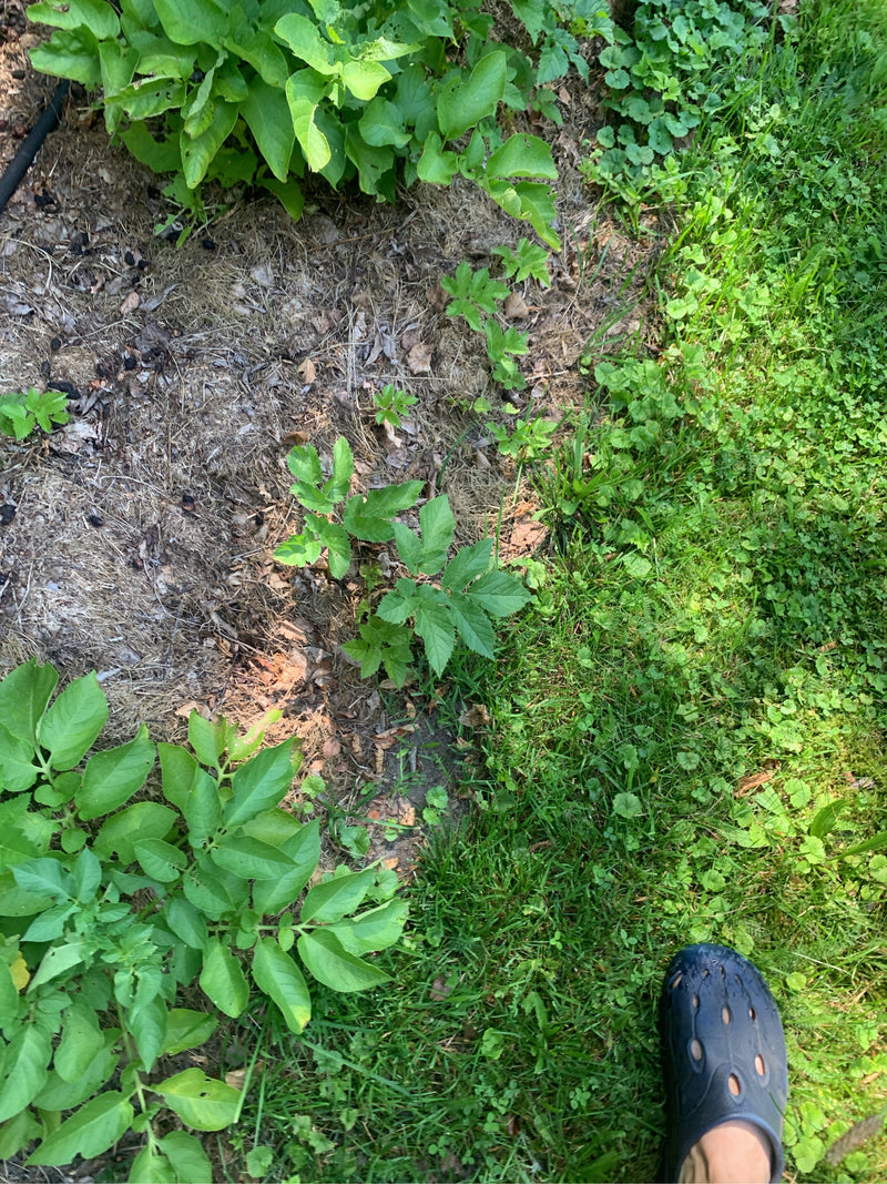 Zu sehen sind grüne Kartoffelpflanzen, die in einem Gartenbeet auf Erde wachsen. Die Aufnahme zeigt die Pflanzen von oben in ihrer natürlichen Umgebung.