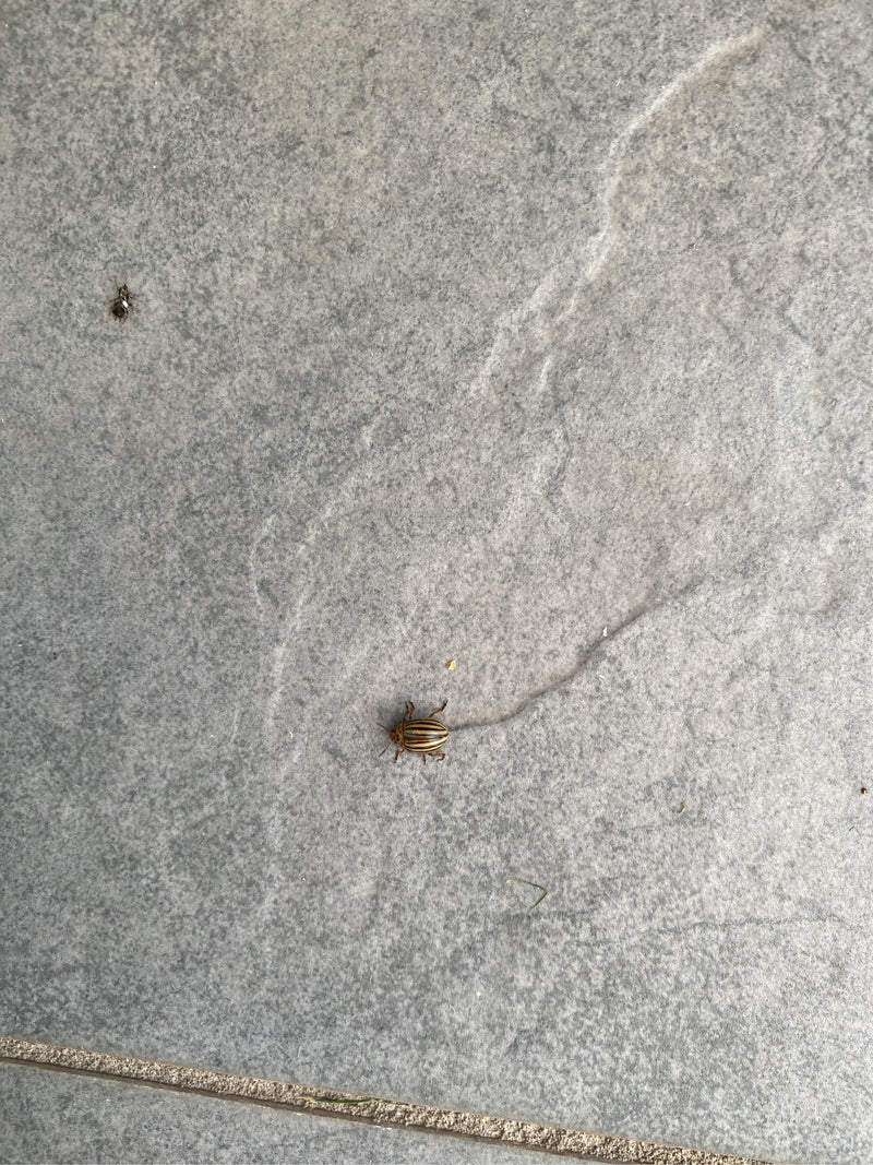Kartoffelkäfer — Bild 5