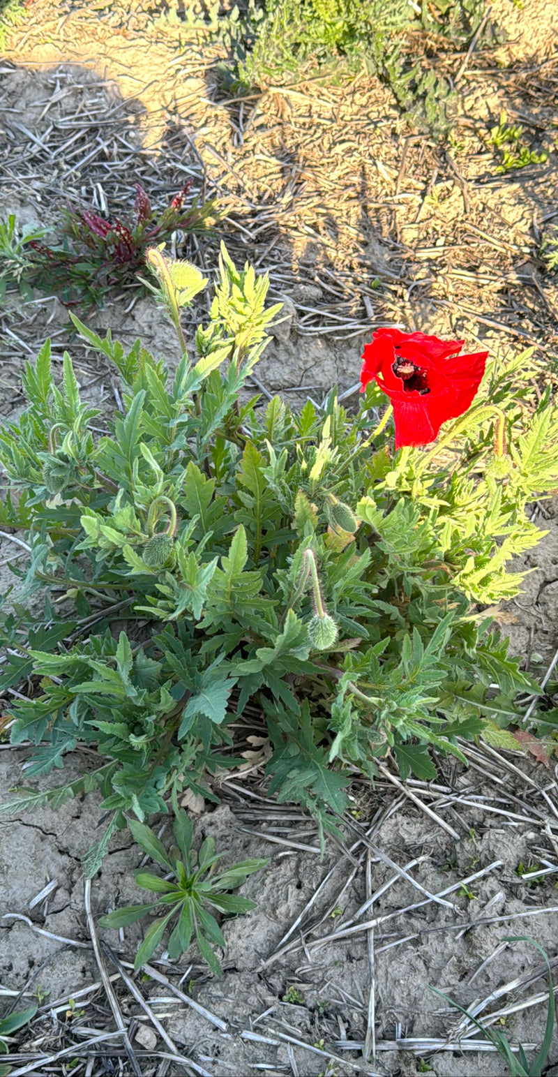 Mohnblume — Bild 3