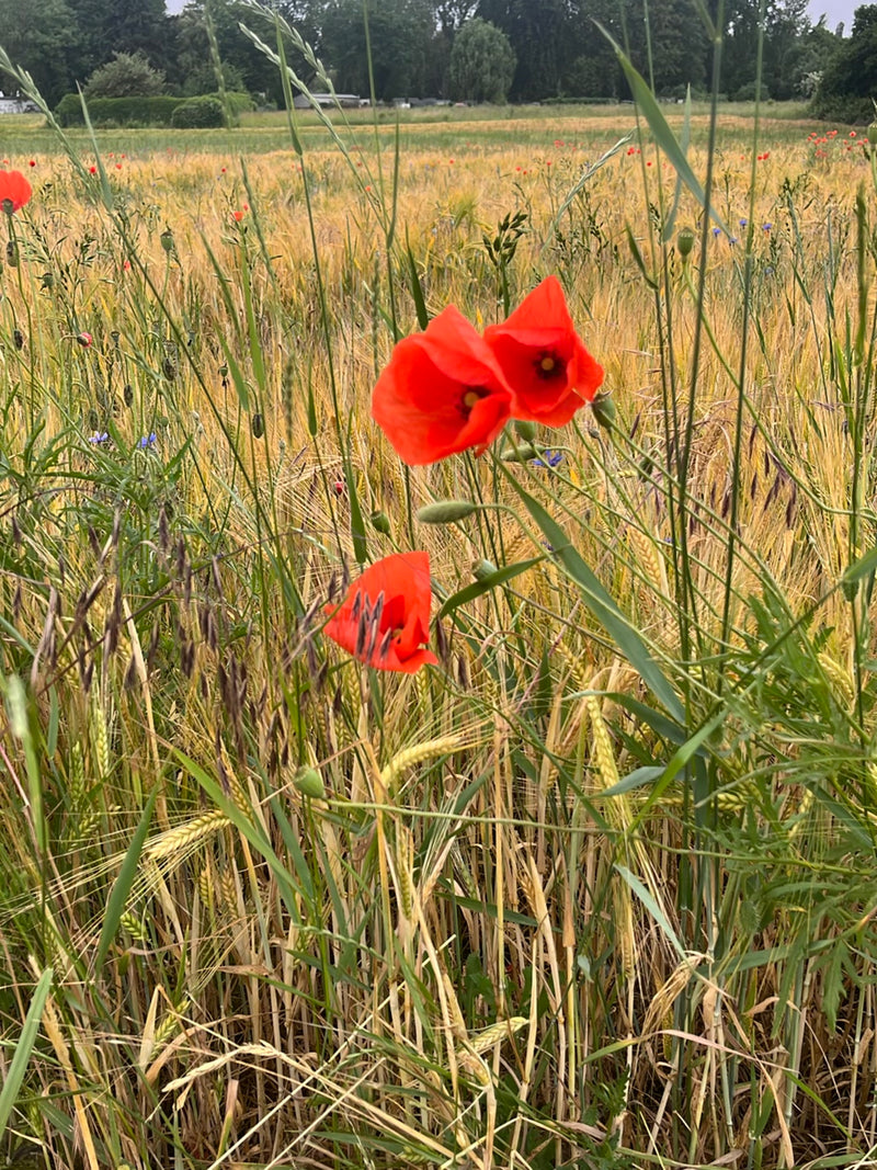 Mohnblume — Bild 4