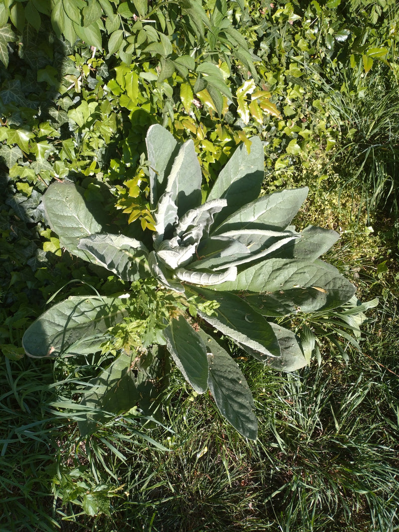 Kleinblütige Königskerze — Bild 3