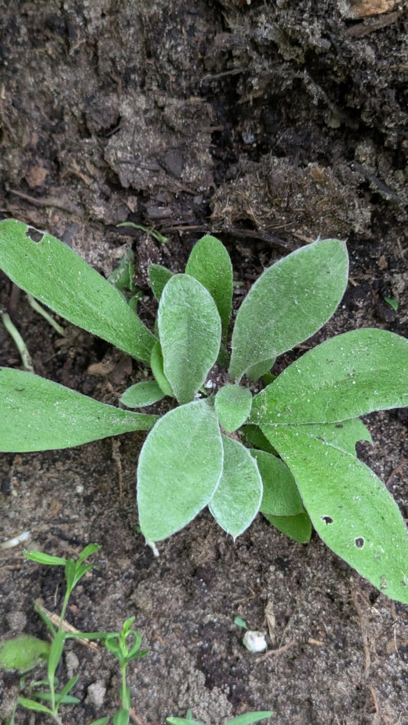 Kleinblütige Königskerze — Bild 5