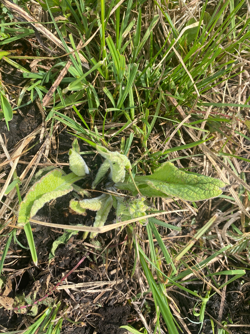 Kleinblütige Königskerze — Bild 2