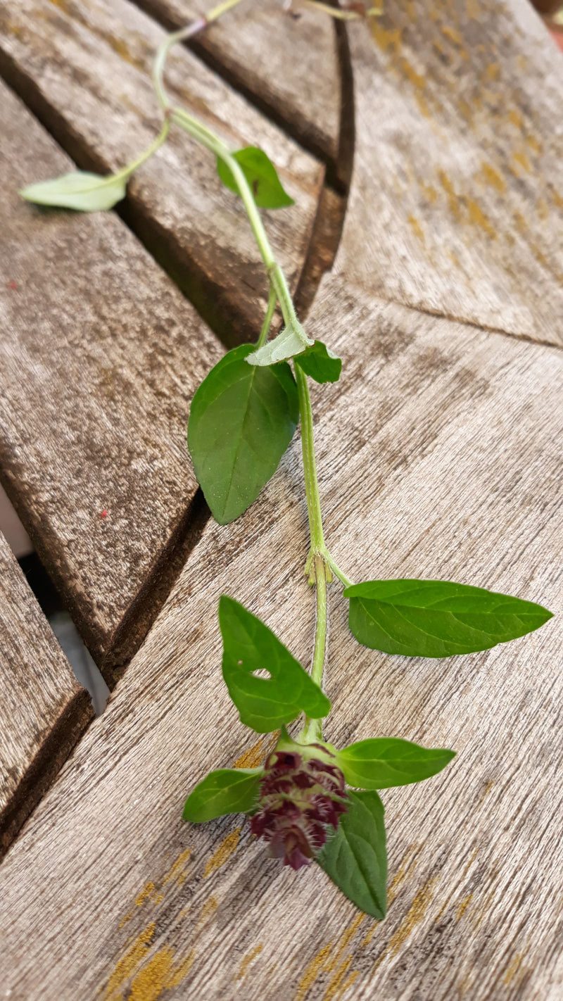 Kleine Braunelle — Bild 1