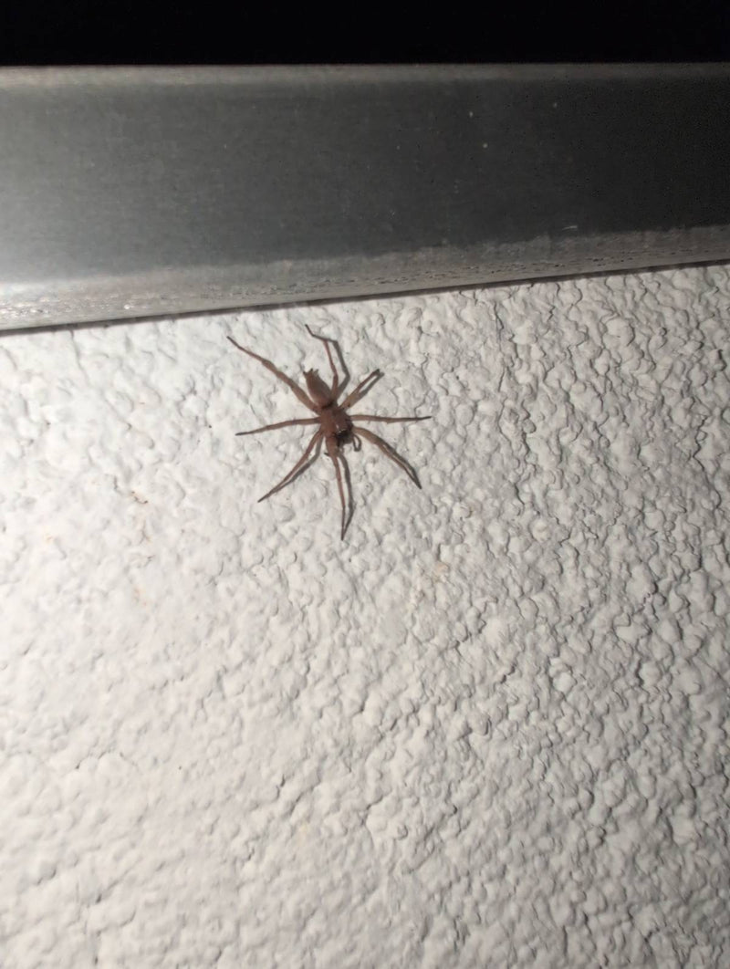 Hauszwirbelspinne — Bild 5