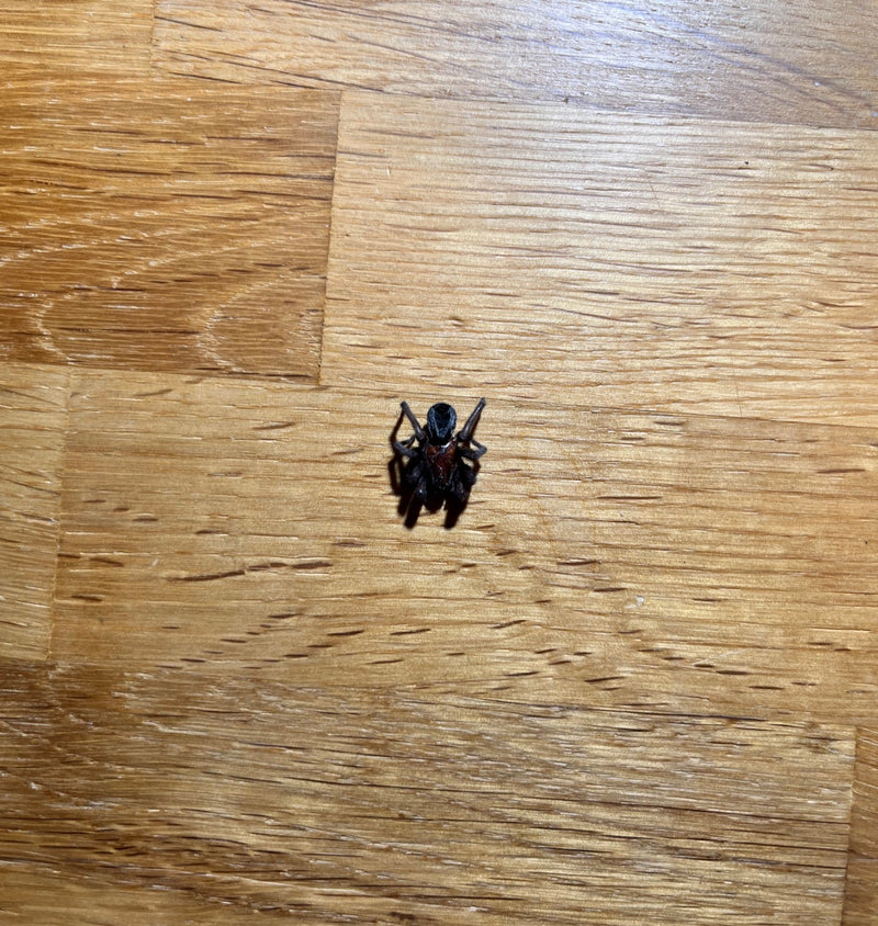 Hauszwirbelspinne — Bild 4