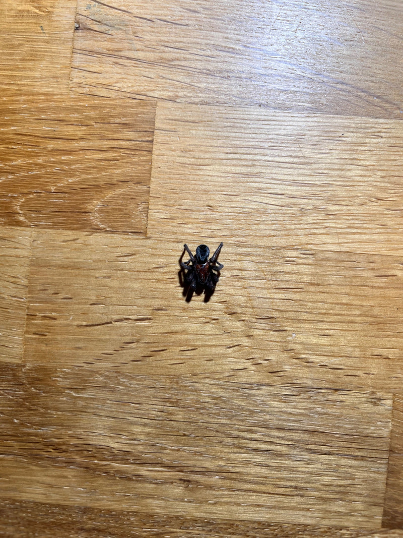 Hauszwirbelspinne — Bild 3