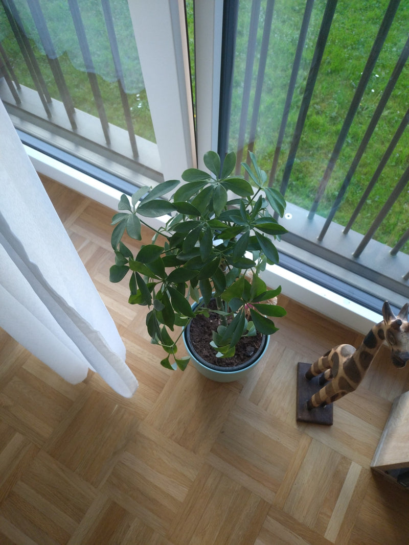 Schefflera — Bild 1